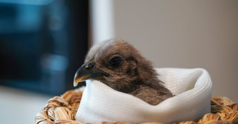 découvrez notre centre de sauvetage aviaire, dédié à la protection et à la réhabilitation des oiseaux en détresse. apprenez comment nous secourons, soignons et réinsérons ces magnifiques créatures dans leur habitat naturel. rejoignez-nous dans notre mission pour préserver la vie aviaire.