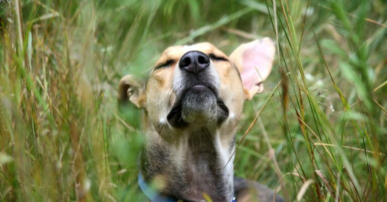 découvrez le lévrier afghan, une race de chien fascinante connue pour sa beauté majestueuse et son caractère élégant. apprenez-en plus sur son histoire, son tempérament et les soins nécessaires pour ce compagnon agile et affectueux.