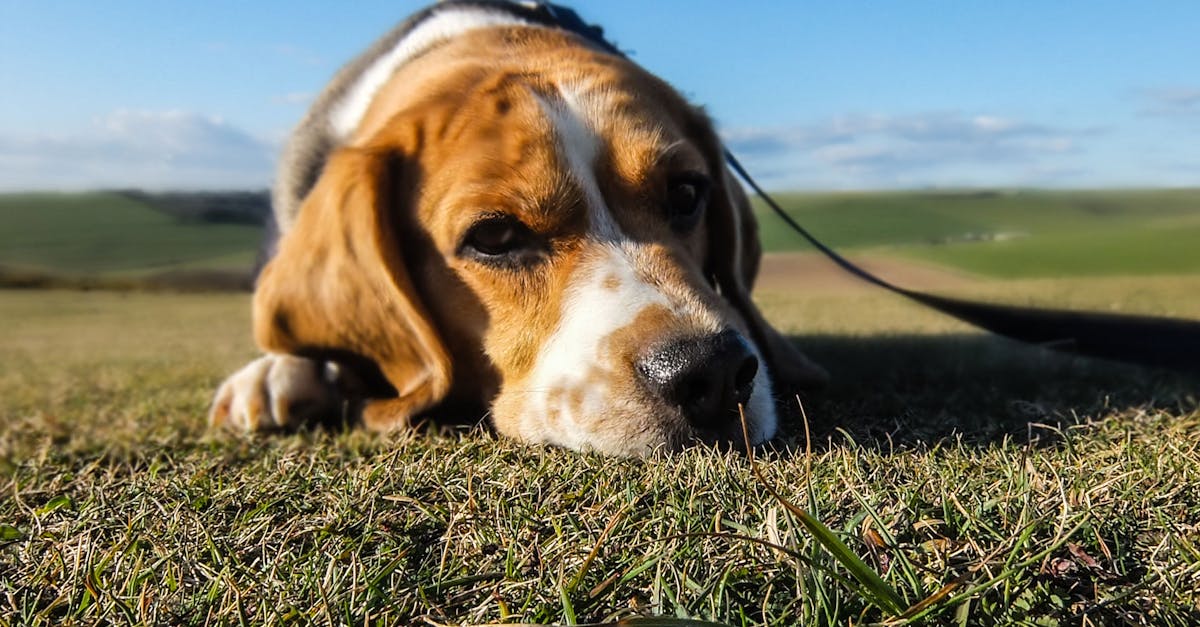 découvrez le lévrier afghan, une race de chien majestueuse et élégante, célèbre pour son pelage long et soyeux. explorez son histoire fascinante, son tempérament unique et les soins spécifiques nécessaires pour cette noble race.
