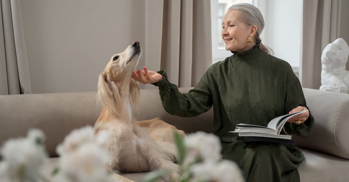 découvrez le saluki, majestueux chien de chasse d'origine afghane, réputé pour sa grâce et son élégance. apprenez tout sur ses caractéristiques, son tempérament et les soins nécessaires pour en faire un compagnon idéal.