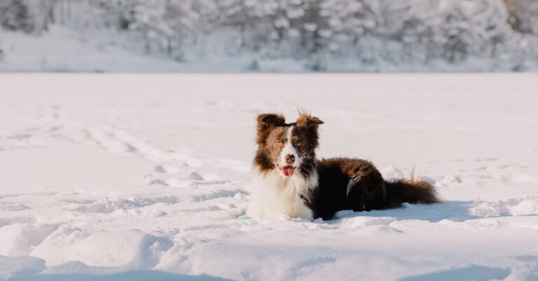 découvrez les races de chiens interdites et les raisons derrière ces restrictions. informez-vous sur les lois, la sécurité et les alternatives pour adopter un compagnon canin convivial.