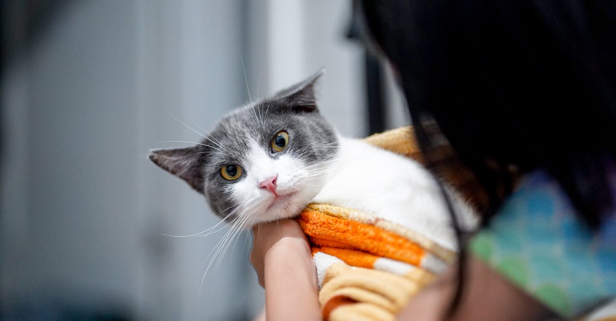 découvrez le chat birman, une race féline élégante et affectueuse, connue pour son pelage soyeux et ses yeux expressifs. apprenez tout sur son caractère charmant, ses besoins en soins et pourquoi il pourrait être le compagnon idéal pour vous.