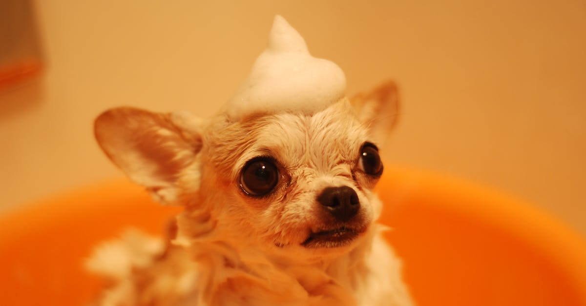 découvrez notre recette de shampoing maison pour chiens, doux et naturel, qui prend soin du pelage et de la peau de votre compagnon à quatre pattes. facile à réaliser, ce shampoing fait maison laisse votre chien propre, frais et heureux.
