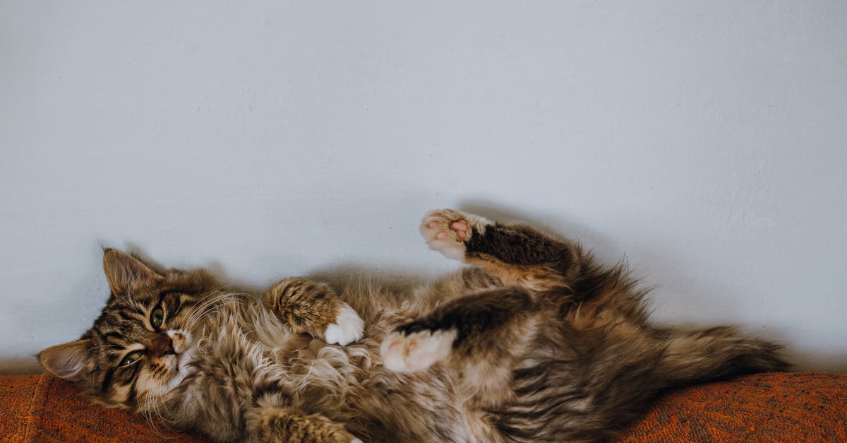 découvrez les chats hypoallergéniques, une option parfaite pour les personnes sujettes aux allergies. apprenez-en plus sur leurs caractéristiques, leurs soins et pourquoi ils peuvent être le compagnon idéal pour votre foyer.
