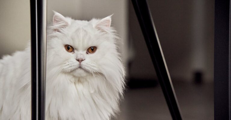 découvrez les chats hypoallergéniques, une solution parfaite pour les personnes allergiques aux poils d'animaux. apprenez-en davantage sur ces races spéciales qui minimisent les allergies tout en offrant amour et compagnie.