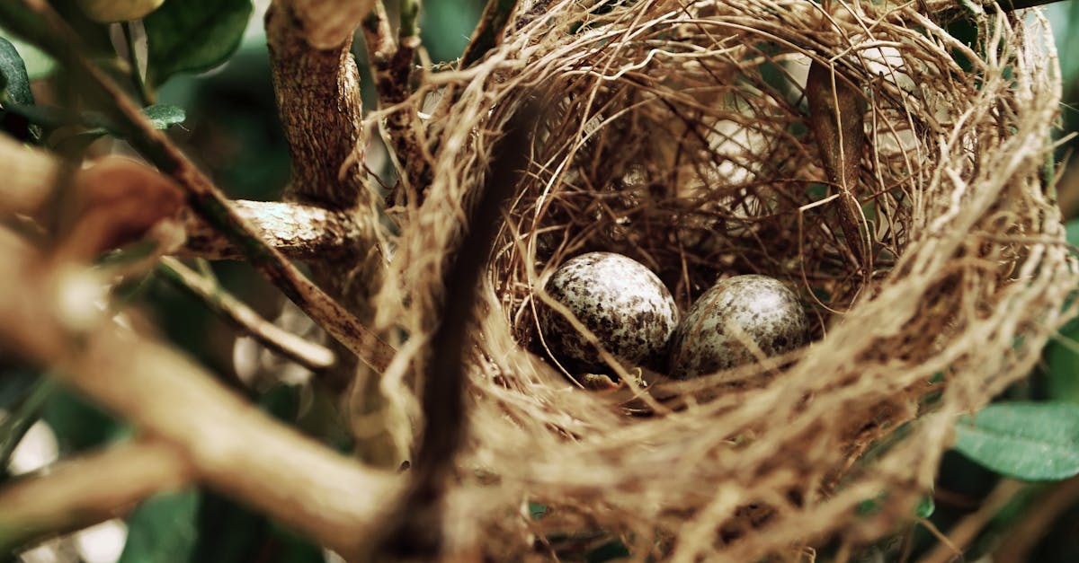 découvrez le concept de nesting, une technique qui optimise l'organisation et la gestion des ressources, vous permettant d'améliorer la productivité tout en simplifiant vos processus. apprenez à maîtriser cette stratégie pour un meilleur rendement dans vos projets.