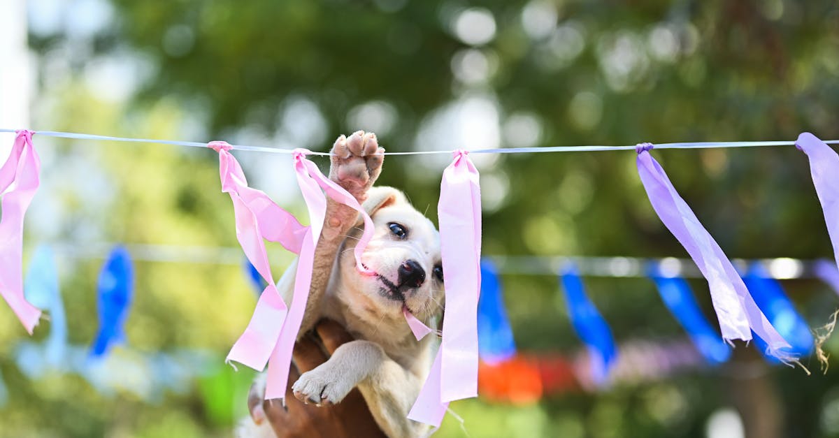 découvrez les causes et les solutions pour la diarrhée chez les chiots. apprenez à identifier les symptômes, à traiter votre animal et à garantir son bien-être avec des conseils pratiques et des recommandations vétérinaires.