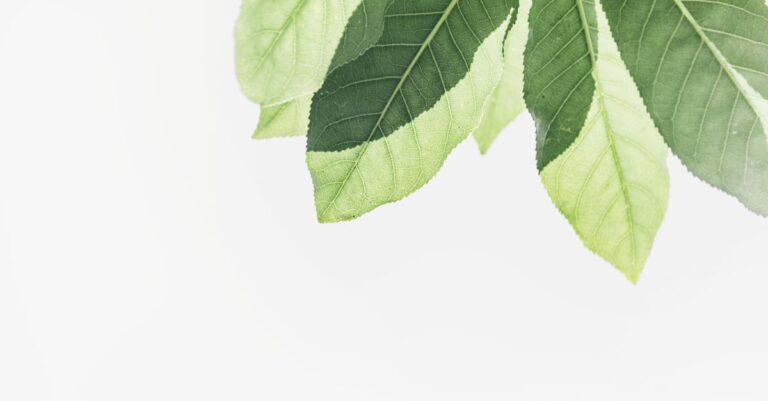découvrez le monde fascinant des algues : leurs types, leurs bienfaits pour l'environnement et la santé, ainsi que leur utilisation dans l'industrie alimentaire et cosmétique. plongez dans l'univers des algues et explorez leurs multiples applications écologiques et nutritives.