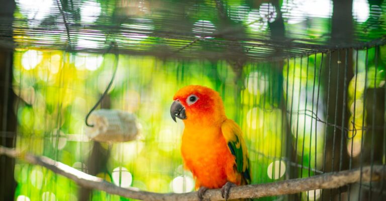 découvrez le monde fascinant des oiseaux avec aviary, votre guide ultime sur les différentes espèces, leur habitat et leurs comportements. plongez dans l'univers ornithologique et apprenez à connaître ces créatures majestueuses.