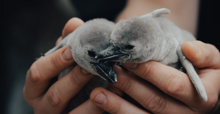 découvrez l'art du sexage des poussins, une technique essentielle pour déterminer le sexe des jeunes oiseaux. apprenez les méthodes et l'importance de cette pratique dans l'élevage avicole pour assurer la sélection des poules et des coqs.