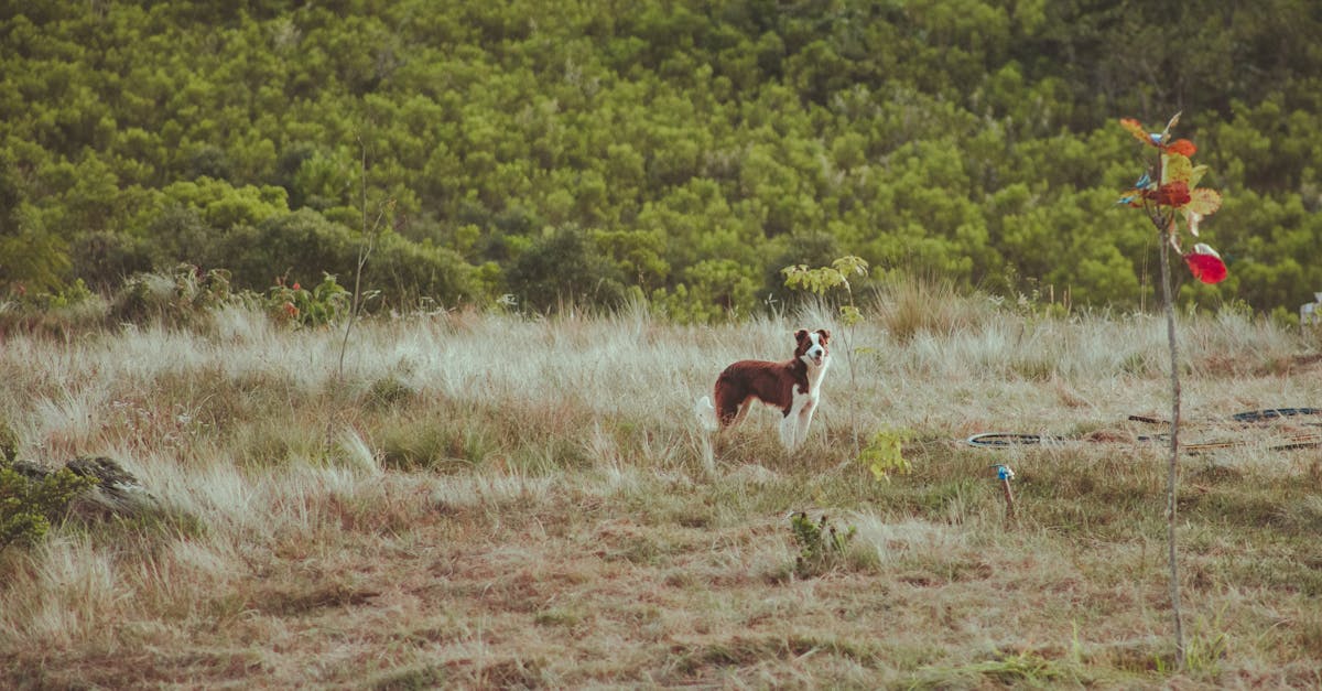 découvrez comment la solitude chez les chiens peut affecter leur bien-être et leur comportement. apprenez des conseils pratiques pour aider votre compagnon à quatre pattes à surmonter l'ennui et l'isolement, afin de renforcer votre lien et d'assurer sa santé mentale.