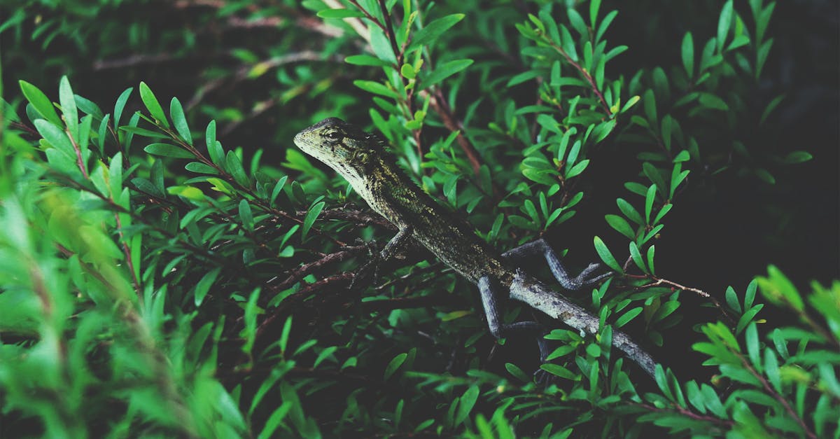 découvrez le phénomène fascinant de l'hibernation, un état de repos prolongé durant lequel certains animaux réduisent leur activité métabolique pour survivre aux rigueurs de l'hiver. apprenez comment ces créatures se préparent à l'hibernation et explorez les adaptations qui leur permettent de gérer les défis environnementaux.