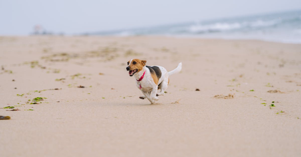 découvrez comment adopter un jack russell, un compagnon énergique et intelligent. trouvez des conseils sur l'adoption, l'éducation et le bien-être de cette race dynamique, et faites de votre maison un foyer idéal pour votre futur ami à quatre pattes.