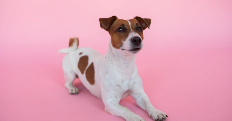 découvrez comment adopter un jack russell, un compagnon énergique et affectueux. obtenez des conseils sur le choix de votre futur ami à quatre pattes, son éducation et son bien-être. adoptez un jack russell et transformez votre vie avec un chien joyeux et dynamique!