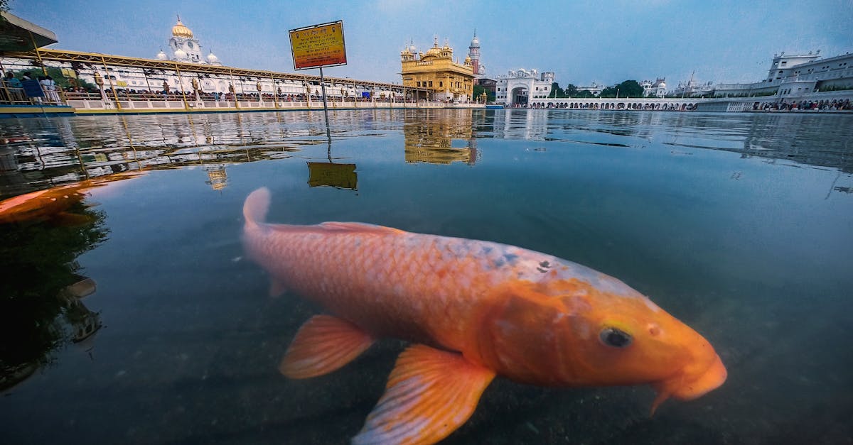 découvrez l'univers fascinant des koïs, ces poissons colorés originaires du japon. apprenez comment les élever, les nourrir et les entretenir pour créer un magnifique étang zen. plongez dans l'art et la culture autour de ces créatures aquatiques emblématiques.