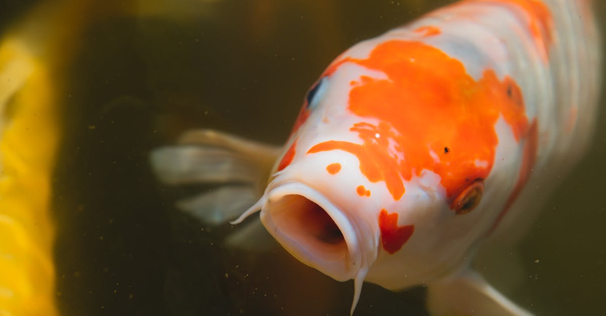 découvrez le monde fascinant des koi, ces magnifiques poissons d'eau douce prisés pour leur beauté et leur symbolisme dans la culture asiatique. apprenez comment les élever, les soigner et les intégrer harmonieusement dans votre jardin aquatique.