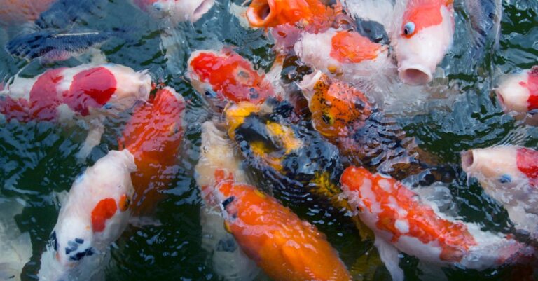 découvrez l'univers fascinant des koi, ces magnifiques poissons d'ornement prisés pour leur beauté et leur tranquillité. apprenez tout sur leur élevage, leurs soins et les différentes variétés afin de profiter pleinement de votre étang ou aquarium.