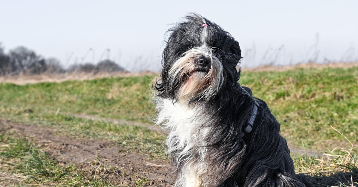 découvrez les étapes essentielles pour le sevrage de votre chiot. apprenez à transitionner progressivement votre jeune compagnon de l'alimentation solide à la nourriture pour chien, tout en garantissant sa santé et son bien-être. obtenez des conseils pratiques et des astuces pour rendre cette phase aussi douce que possible.