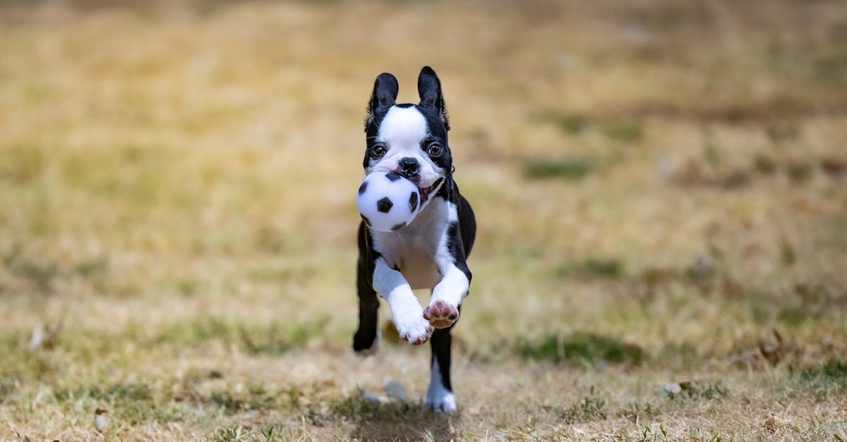 découvrez tout ce qu'il faut savoir sur le sevrage des chiots : étapes essentielles, conseils pratiques et informations pour garantir une transition en douceur vers une alimentation solide.