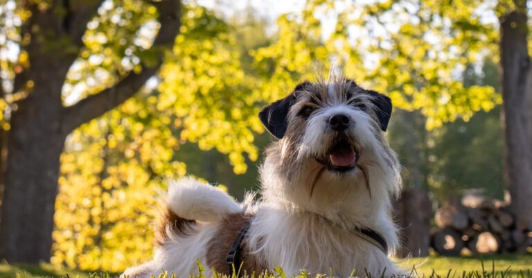 découvrez tout ce qu'il faut savoir sur le sevrage des chiots. apprenez les étapes essentielles, les conseils pratiques et les meilleures méthodes pour assurer une transition en douceur vers une alimentation solide pour votre compagnon à quatre pattes.