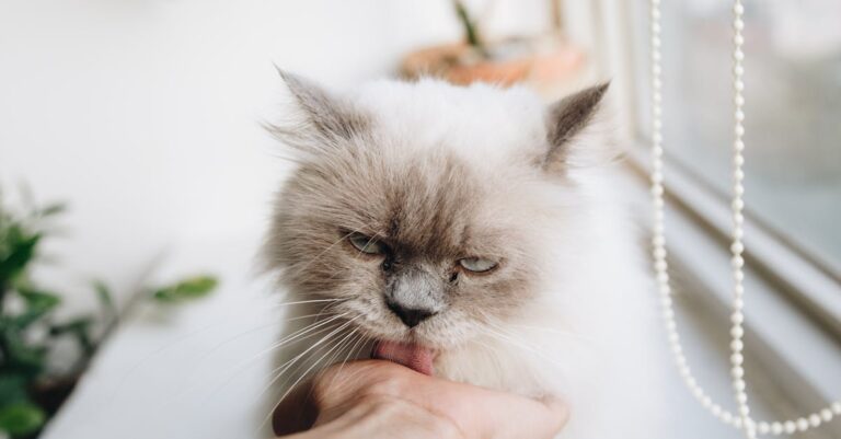 découvrez l'univers apaisant du purring, un son relaxant qui apaise l'esprit et le corps. explorez ses bienfaits, ses origines et comment l'intégrer dans votre quotidien pour une meilleure harmonie intérieure.