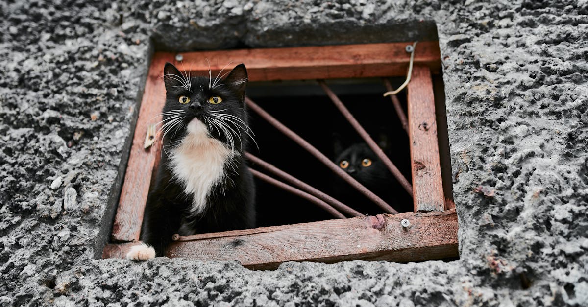 découvrez tout ce qu'il faut savoir pour prendre soin de votre chaton sibérien. des conseils sur l'alimentation, l'éducation, la santé et le bien-être de ces adorables félins, pour leur offrir une vie épanouissante et heureuse.