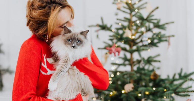 découvrez tout ce qu'il faut savoir pour prendre soin de votre chaton sibérien. guides pratiques sur l'alimentation, l'hygiène, l'éducation et le bien-être de cette race unique et affectueuse. assurez le bonheur et la santé de votre compagnon à quatre pattes grâce à nos conseils d'experts.